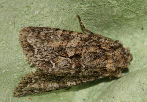 Dryobotodes eremita