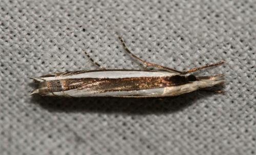 Angustalius malacellus