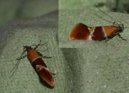 Epicallima bruandella
