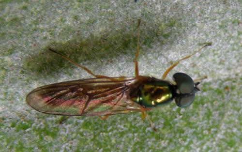 Sargus sp.
