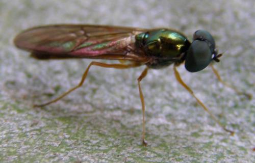 Sargus sp.