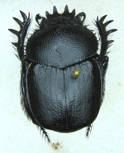 Réf. 27 051 : Scarabaeus wilsoni