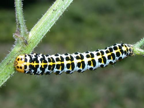 Réf. 27 616 : Cucullia sp.