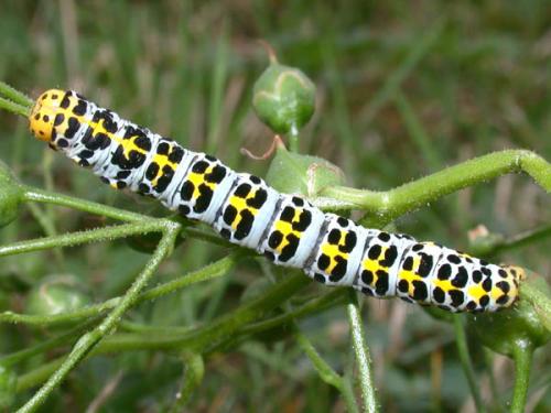 Réf. 27 617 : Cucullia sp.