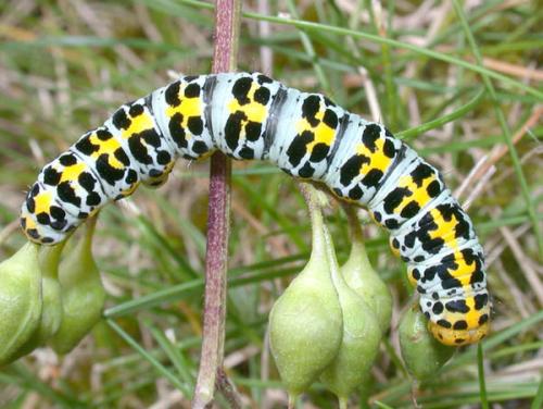 Cucullia sp.