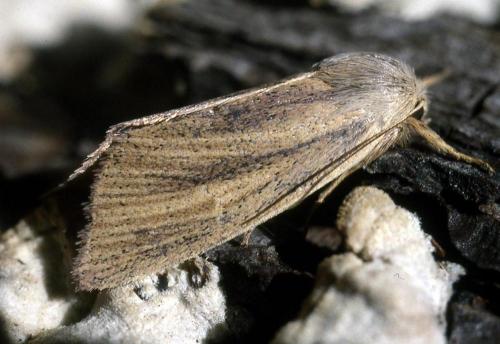 Sedina buettneri