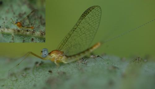 Heptagenia sulphurea