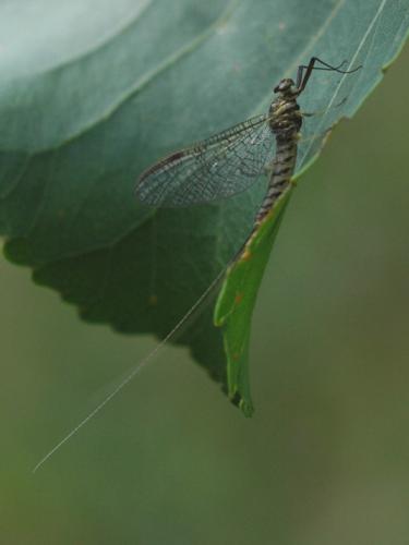 Ecdyonurus insignis