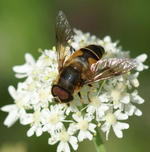 Eristalis pertinax
