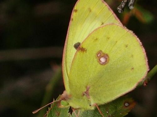 Colias sp.