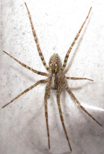 Tegenaria parietina