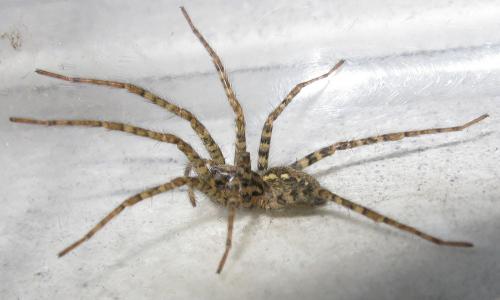 Tegenaria parietina