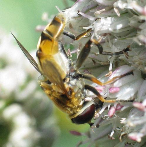 Réf. 27 845 : Helophilus hybridus