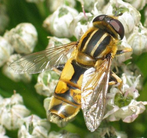 Réf. 27 844 : Helophilus hybridus