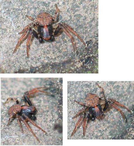 Ozyptila sp.