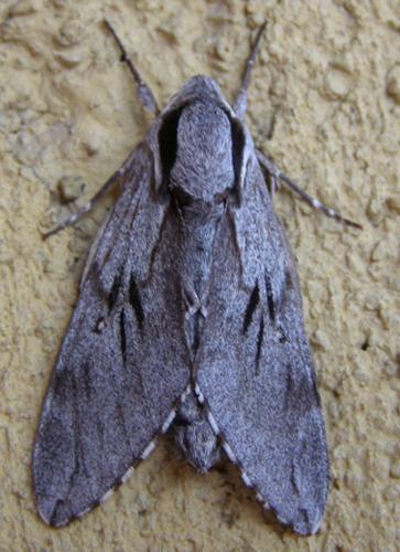 Réf. 27 680 : Sphinx sp.