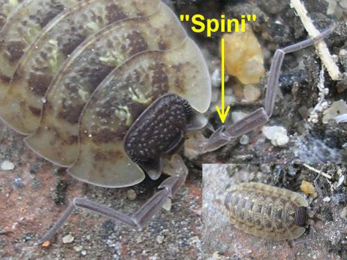 Réf. 27 049 : Porcellio spinicornis