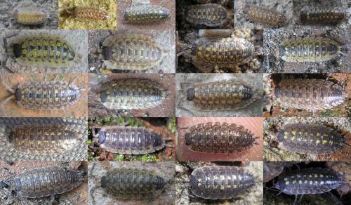 Réf. 27 080 : Porcellio spinicornis