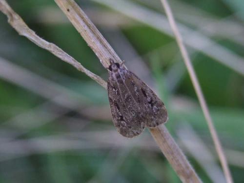 Réf. 27 635 : Eudonia sp.