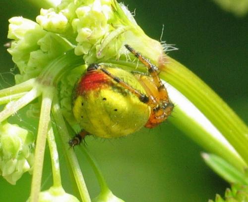 Araniella sp.