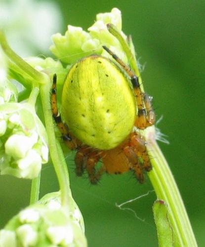 Araniella sp.
