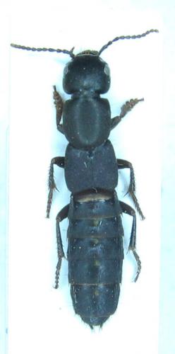 Réf. 27 742 : Ocypus aethiops