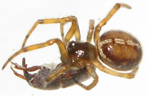 Steatoda bipunctata