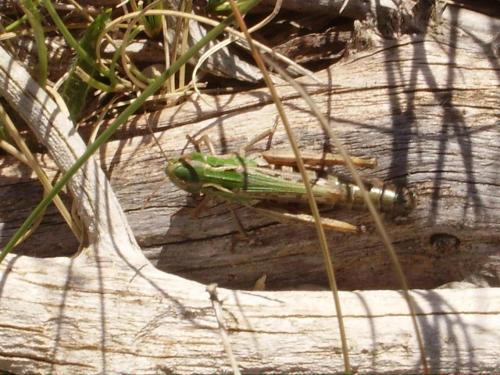 Réf. 27 280 : Stenobothrus nigromaculatus nigromaculatus