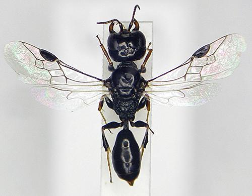 Réf. 27 469 : Stigmus pendulus