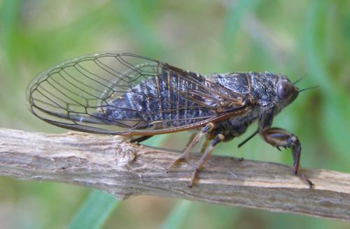 Réf. 27 833 : Tettigettula pygmea