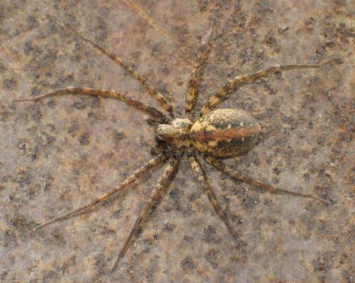 Tegenaria ferruginea