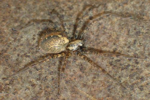 Réf. 27 757 : Tegenaria ferruginea