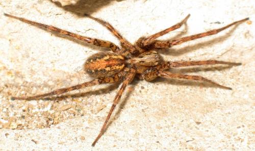 Tegenaria ferruginea