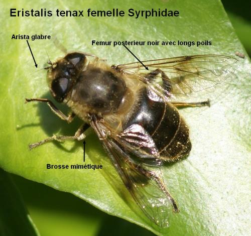Eristalis tenax