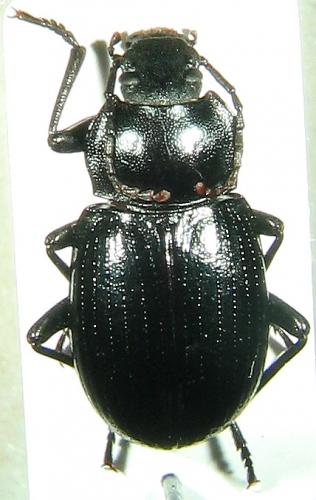 Euboeus ebeninus