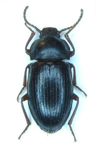 Nalassus harpaloides