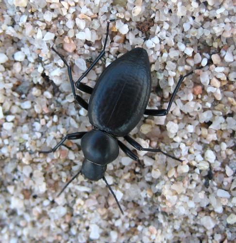 Réf. 27 802 : Tentyria ramburi