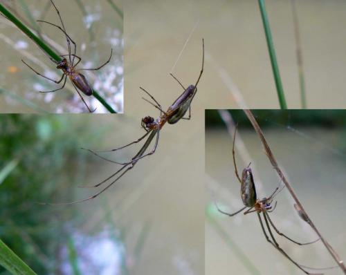 Tetragnatha sp.