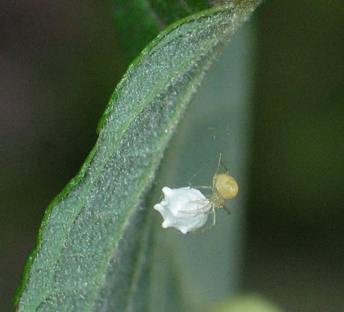 Réf. 27 028 : Paidiscura pallens
