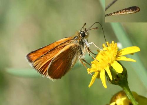 Thymelicus lineola