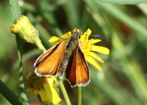 Réf. 27 947 : Thymelicus lineola