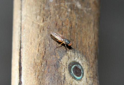 Réf. 27 917 : Tephrochlamys sp.