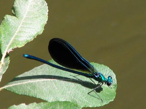 Calopteryx virgo meridionalis