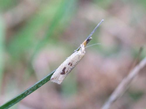 Bactra lancealana