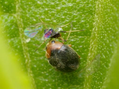 Réf. 27 778 : Scymnus sp.