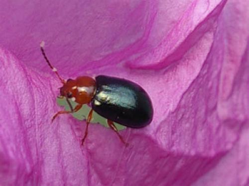 Réf. 27 776 : Podagrica fuscicornis