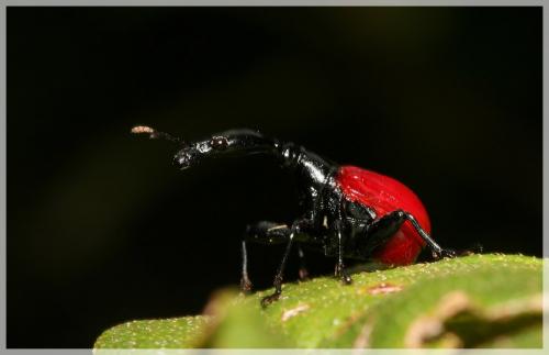 Réf. 27 112 : Trachelophorus giraffa