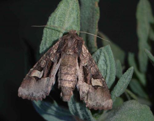 Trigonophora crassicornis
