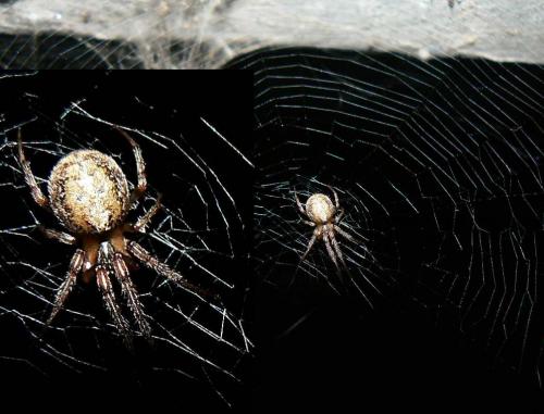 Zygiella x-notata