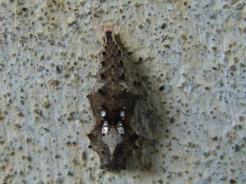 Réf. 27 720 : Nymphalis polychloros